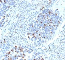 p21/CIP1/CDKN1A Antibody (CIP1/4377R) - Azide and BSA Free, Novus Biologicals 100 &mu;g | Buy Online | Novus Biologicals | Fisher Scientific